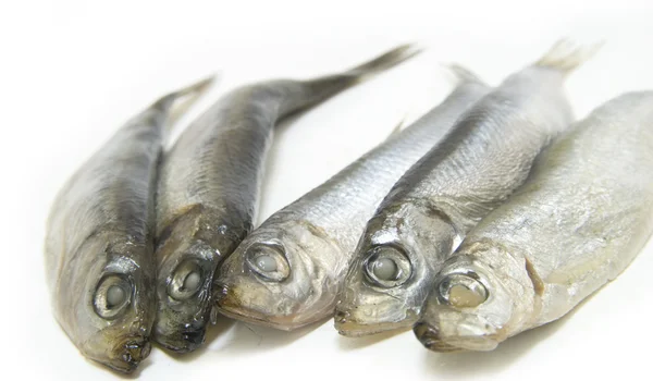 Group of Sprat fish — Stock Photo, Image