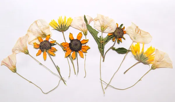 Preslenmiş Çiçek Aranjman — Stok fotoğraf