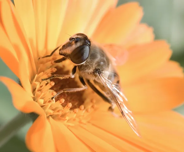 Lebah pada bunga kuning mengumpulkan nektar — Stok Foto