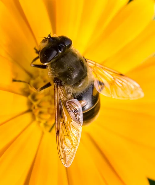 Bee on yellow flower collects nectar — Stockfoto