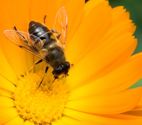 Včela na žluté květině sbírá nektar — Stock fotografie
