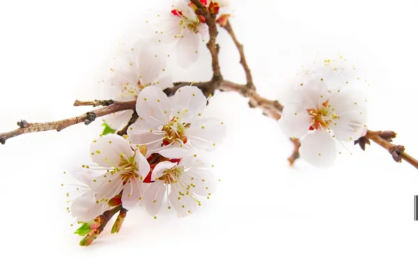 Zartrosa Frühlingsblumen — Stockfoto