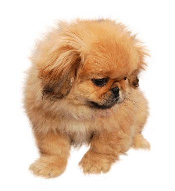 Three months old pekinese puppy clipart