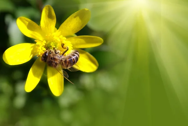 매크로 꿀벌 — 스톡 사진