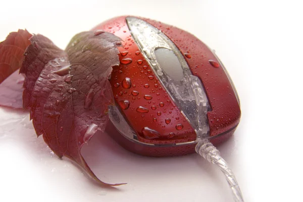 Мышь с красным листом — стоковое фото