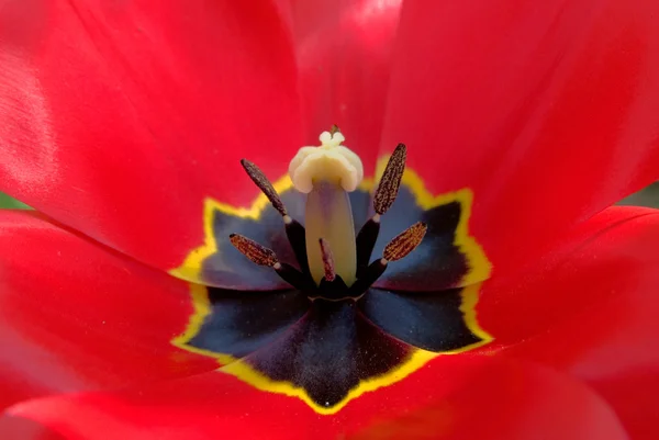 Szczegóły z bliska widok czerwony tulipan — Zdjęcie stockowe