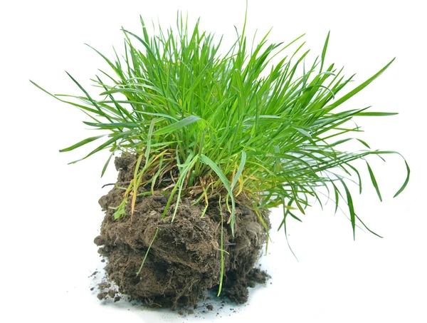 Grönt gräs på marken — Stockfoto