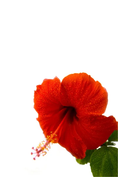 Czerwony hibiskus na białym tle na biały deseń — Zdjęcie stockowe
