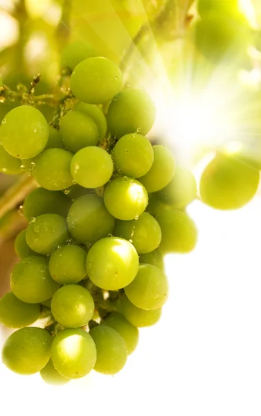 Groene druiven close-up shot — Stockfoto
