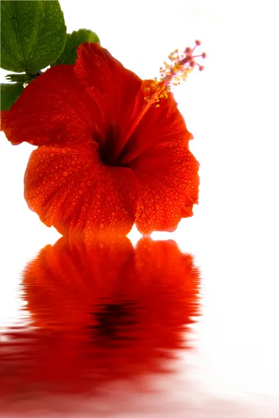 Röd hibiscus blomma — Stockfoto