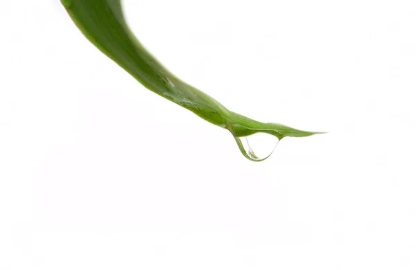 Photo of Plant leaf — Stock Photo, Image