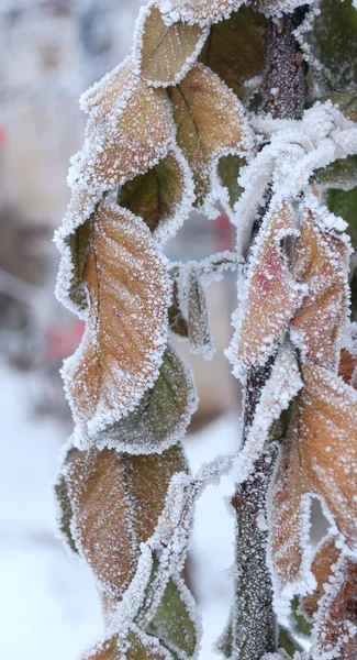 Frozen leaves — Stock Photo, Image