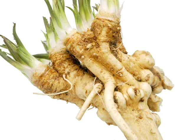 Stock image Fresh horseradish