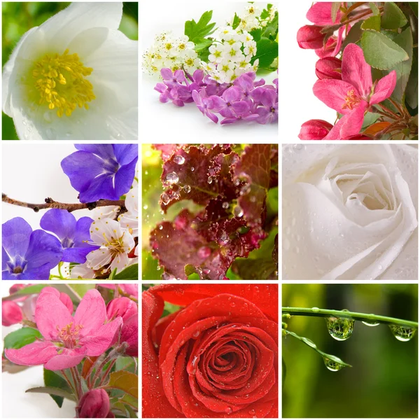 Vacker natur collage av nio bilder — Stockfoto