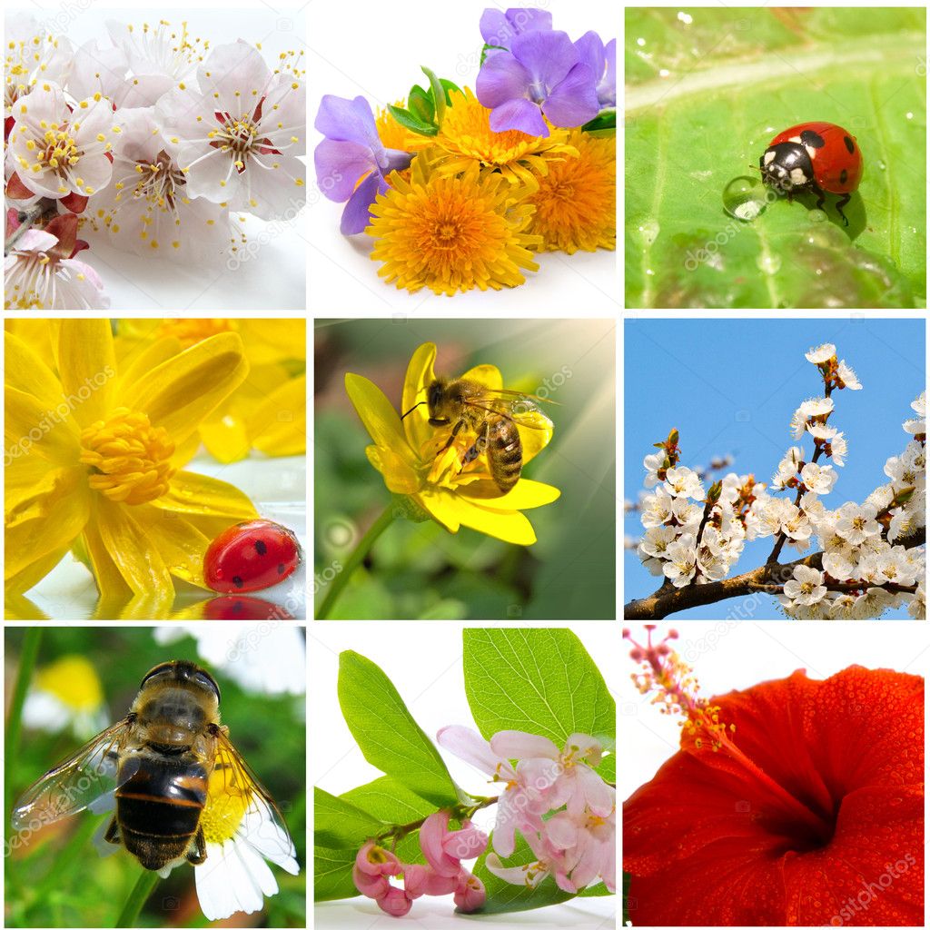 Beautiful nature collage of nine photos