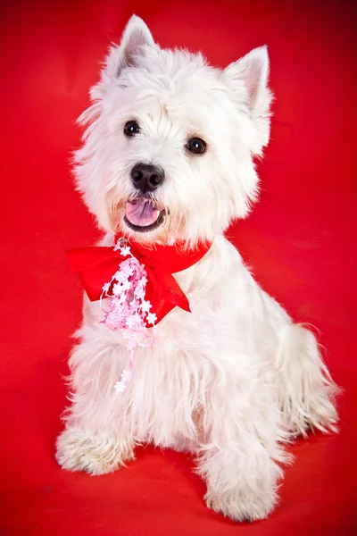 West Highland White Terrier Stock Photo
