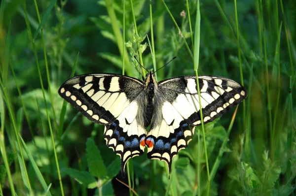 Schönheit Schmetterling — Stockfoto