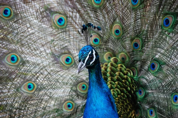 Красивая птица — стоковое фото