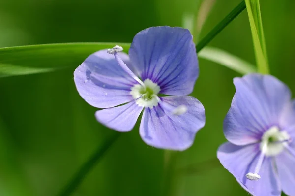 stock image Beauty blue flowers