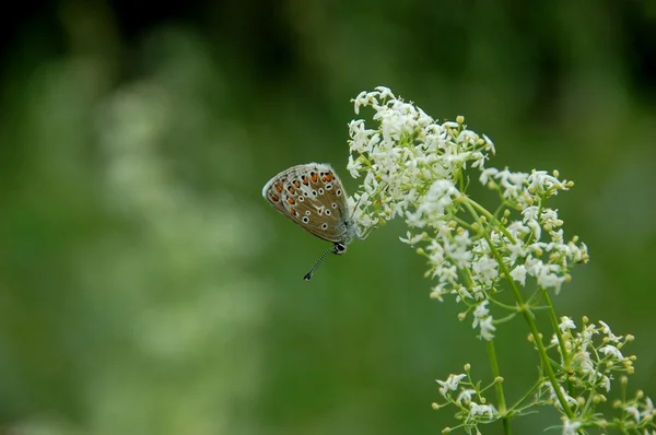 Бабочка на белом цветке леса — стоковое фото