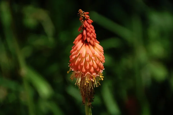 Wilde Aloe-Blume — Stockfoto
