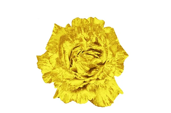 Gold rose — Stockfoto