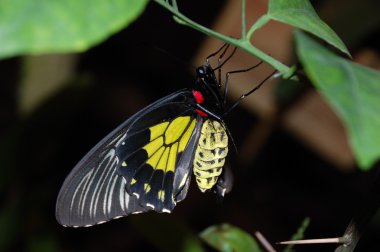 Black Butterfly clipart