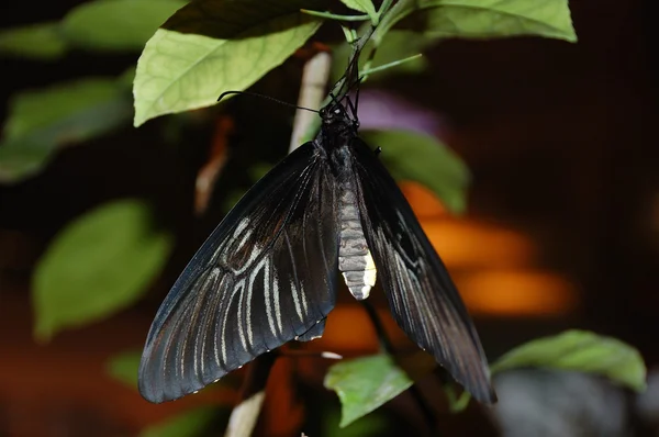 Μαύρη πεταλούδα — Φωτογραφία Αρχείου