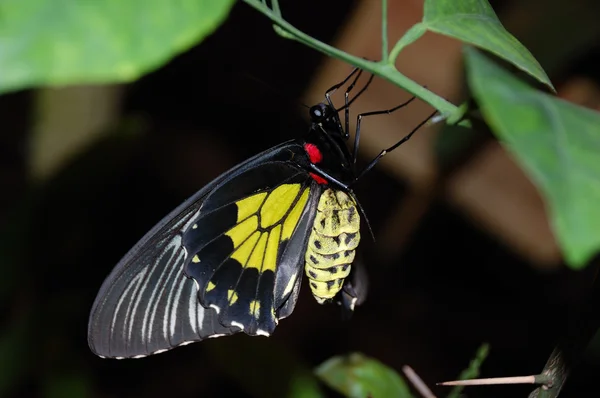 黒い蝶 — ストック写真