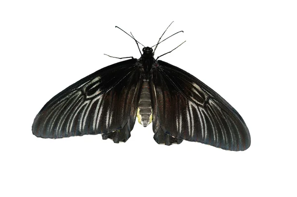 黑蝴蝶 — 图库照片