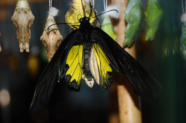 繭から出てくる蝶 — ストック写真