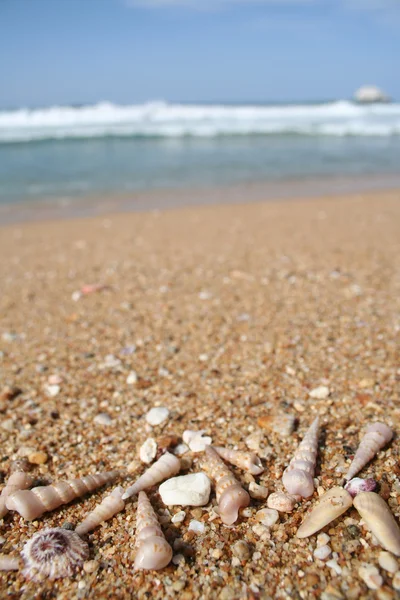 Kopya alanı ile sahilde deniz kabukları — Stok fotoğraf