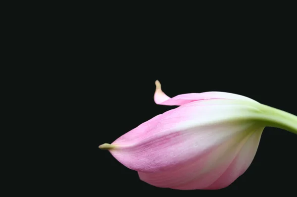 Lily flower bud — Stock Photo, Image