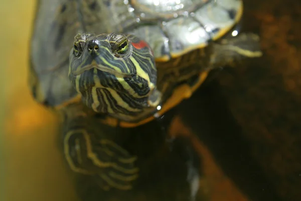 stock image Close up turtle