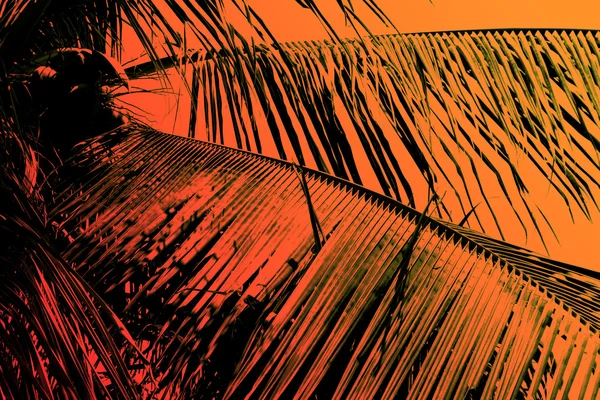 Psicodelic palmboom — Stockfoto