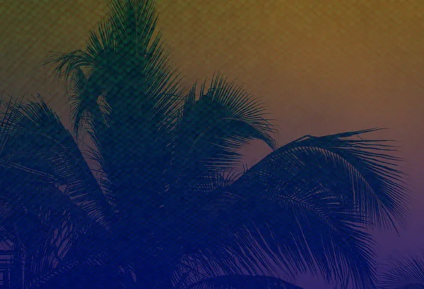 Palm boom reflectie — Stockfoto