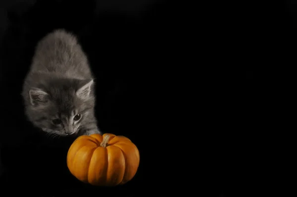 Höstens kitty — Stockfoto