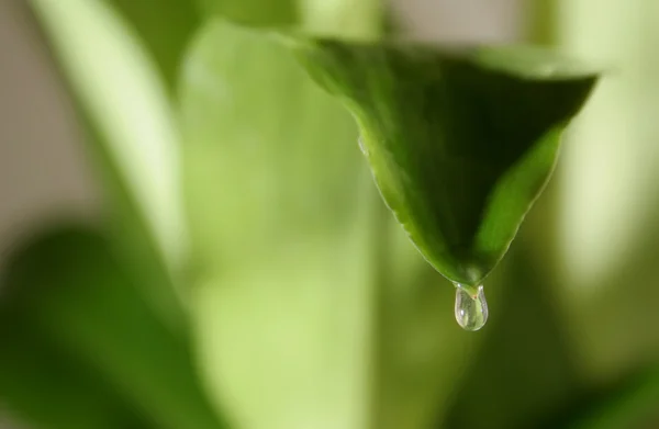 stock image Drop of water