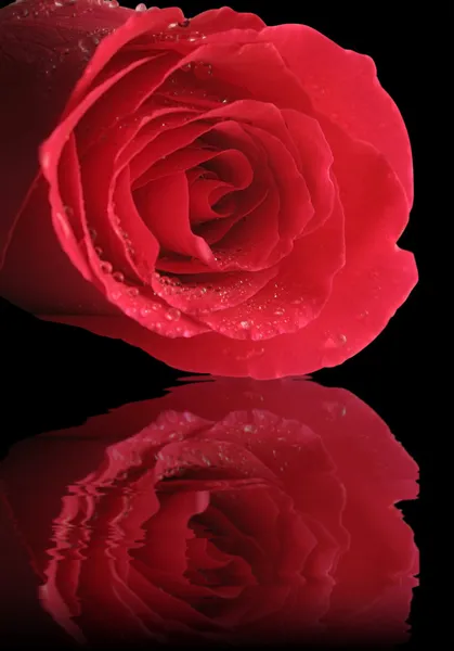 Κόκκινο τριαντάφυλλο που αντανακλάται πάνω στο νερό — Φωτογραφία Αρχείου