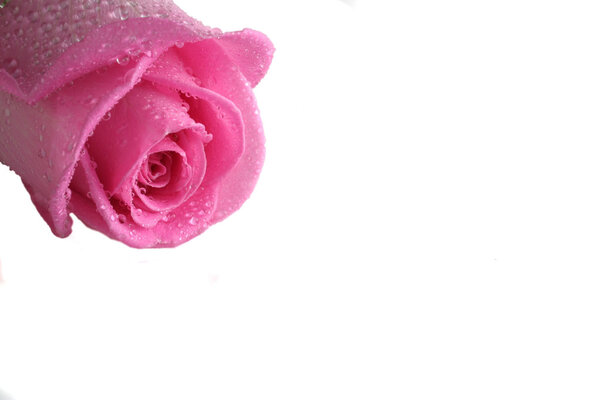 Pink rose isolated over white background