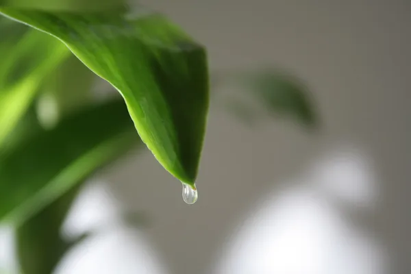 stock image Drop of water