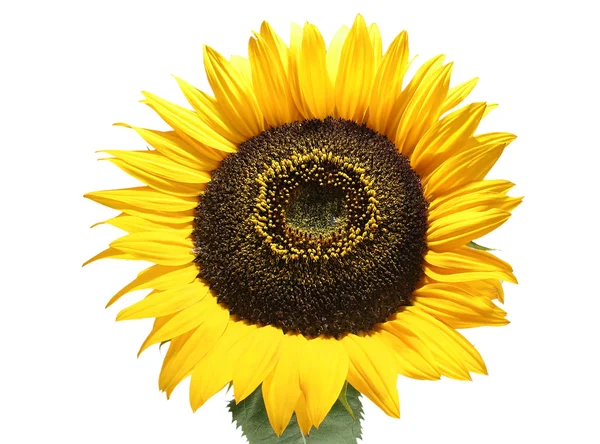 Sun flower — Stockfoto