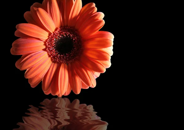 Flor naranja reflejada — Foto de Stock