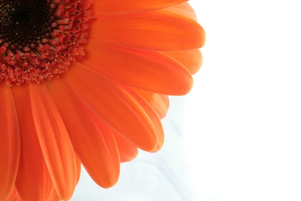 Orange colored flower — Stock Photo, Image