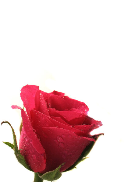 Розовая роза
