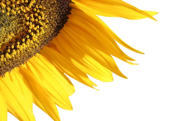 Ήλιο λουλούδι λεπτομέρεια — Φωτογραφία Αρχείου