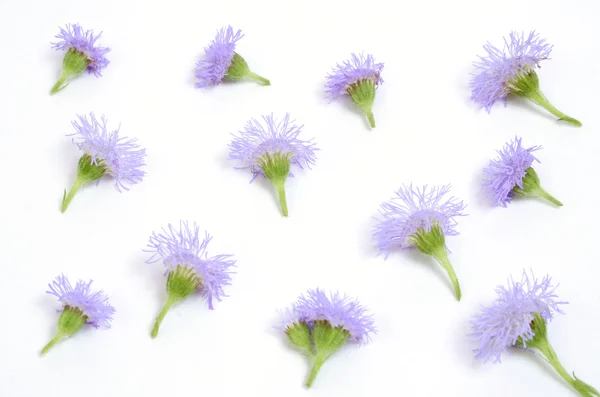 Piccoli fiori sfondo — Foto Stock