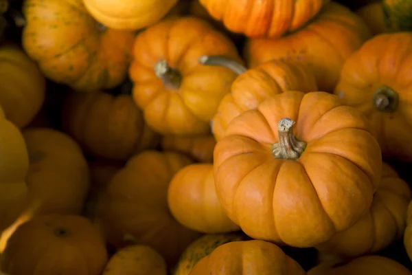 stock image Pumkins