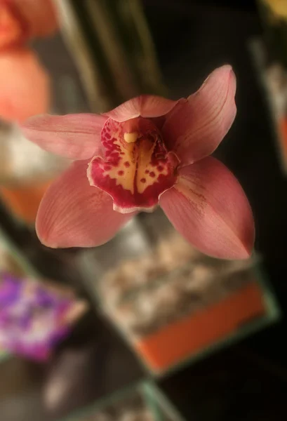 Ornamento del Orchid — Foto Stock