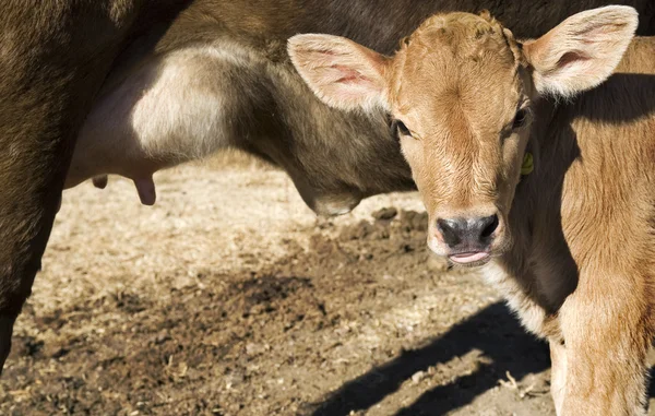 stock image Calf and cow